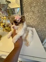 Layla, a female Pomeranian for sale in Orlando, FL – 4 of 5