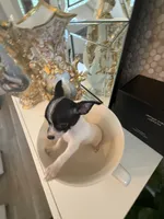 Nina, a female Chihuahua for sale in Orlando, FL – 6 of 6
