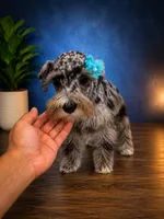 Hugo  tri color, a male Miniature Schnauzer for sale in Orlando, FL – 2 of 6