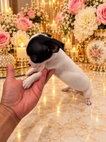 Charlie, a male Chihuahua for sale in Orlando, FL – 2 of 5