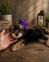 Nina small toy, a female Yorkshire Terrier for sale in Orlando, FL – 4 of 4