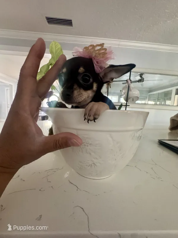 Tiny Lulu – Chihuahua puppy for sale in Orlando, FL