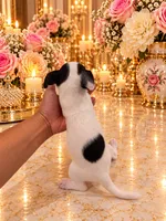 Charlie, a male Chihuahua for sale in Orlando, FL – 3 of 5