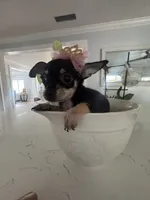 Tiny Lulu, a female Chihuahua for sale in Orlando, FL – 3 of 6