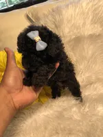 Loui tiny toy, a male Poodle - Toy  for sale in Orlando, FL – 6 of 9