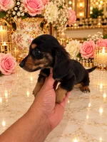 Enzo LONG HAIR, a male Miniature Dachshund for sale in Orlando, FL – 5 of 5