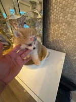 Nalah, a female Pomeranian for sale in Orlando, FL – 7 of 7