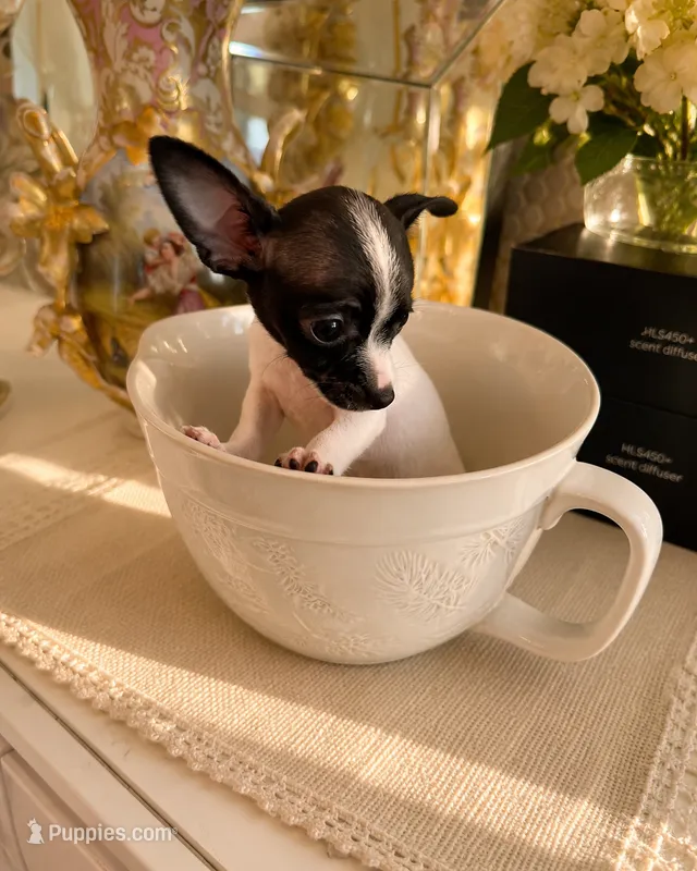 Nina – Chihuahua puppy for sale in Orlando, FL