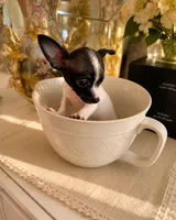 Nina, a female Chihuahua for sale in Orlando, FL – 1 of 6