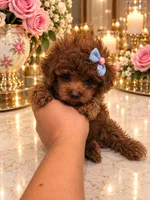 Lulu, a female Poodle - Toy  for sale in Orlando, FL – 4 of 4