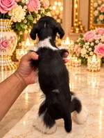 Liza Chocolate green eyes, a female Miniature Schnauzer for sale in Orlando, FL – 4 of 4