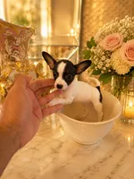 Layla, a female Chihuahua for sale in Orlando, FL – 5 of 5