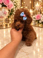Lulu, a female Poodle - Toy  for sale in Orlando, FL – 3 of 4