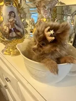 Diva chocolate merle , a female Pomeranian for sale in Orlando, FL – 2 of 6
