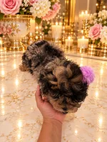 Chloe Red Phantom Merle, a female Poodle - Toy  for sale in Orlando, FL – 5 of 6