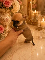 Fendi, a male Chihuahua for sale in Orlando, FL – 5 of 5
