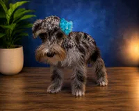 Hugo  tri color, a male Miniature Schnauzer for sale in Orlando, FL – 4 of 6