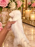 Tiny Star, a female Chinese Crested for sale in Orlando, FL – 4 of 4