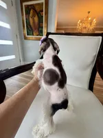 Hugo GREEN EYES WHT  & Chocolate, a male Miniature Schnauzer for sale in Orlando, FL – Photo 3 of 5