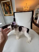 Hugo GREEN EYES WHT  & Chocolate, a male Miniature Schnauzer for sale in Orlando, FL – Photo 5 of 5