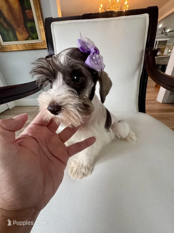 Hugo GREEN EYES WHT  & Chocolate – Miniature Schnauzer puppy for sale in Orlando, FL
