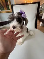 Hugo GREEN EYES WHT  & Chocolate, a male Miniature Schnauzer for sale in Orlando, FL – Photo 1 of 5