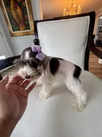 Hugo GREEN EYES WHT  & Chocolate, a male Miniature Schnauzer for sale in Orlando, FL – Photo 4 of 5