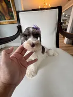 Hugo GREEN EYES WHT  & Chocolate, a male Miniature Schnauzer for sale in Orlando, FL – Photo 2 of 5