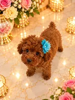 Loui, a male Poodle - Toy  for sale in Orlando, FL – 4 of 5