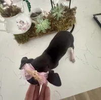 Tiny Lulu, a female Chihuahua for sale in Orlando, FL – 5 of 6