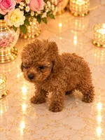 Sasha deep red, a female Poodle - Toy  for sale in Orlando, FL – 1 of 4