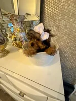 Tiny Rose, a female Yorkshire Terrier for sale in Orlando, FL – 4 of 5