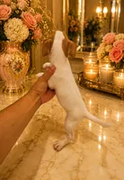 Hugo, a male Chihuahua for sale in Orlando, FL – 5 of 5