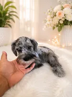 loui, a male Miniature Schnauzer for sale in Orlando, FL – 2 of 6