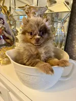Diva chocolate merle , a female Pomeranian for sale in Orlando, FL – 3 of 6