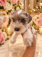 Hugo tricolor merle BLUE eyes, a male Miniature Schnauzer for sale in Orlando, FL – 4 of 5