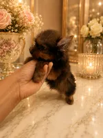 Jordi Chocolate color, a male Yorkshire Terrier for sale in Orlando, FL – 2 of 6