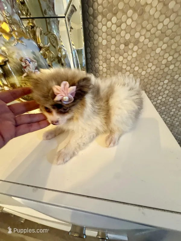 Layla – Pomeranian puppy for sale in Orlando, FL