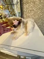 Layla, a female Pomeranian for sale in Orlando, FL – 1 of 5