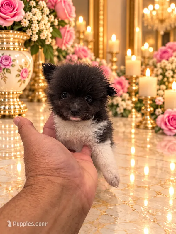 TEACUP Liza white and silver, a female Pomeranian for sale in Orlando, FL – 1 of 3