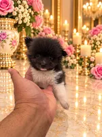 TEACUP Liza white and silver, a female Pomeranian for sale in Orlando, FL – 1 of 3