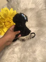 Loui tiny toy, a male Poodle - Toy  for sale in Orlando, FL – 8 of 9