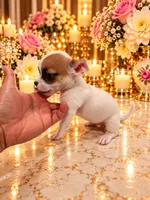 Hugo, a male Chihuahua for sale in Orlando, FL – 3 of 4