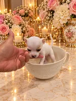 Nala, a female Chihuahua for sale in Orlando, FL – 3 of 5
