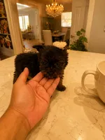 Ebony, a female Yorkshire Terrier for sale in Orlando, FL – 4 of 5