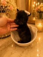 Ebony, a female Yorkshire Terrier for sale in Orlando, FL – 3 of 5