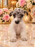 Diva GREEN EYES 3-color, a female Miniature Schnauzer for sale in Orlando, FL – 3 of 4