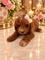Loui, a male Poodle - Toy  for sale in Orlando, FL – 2 of 6