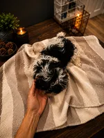 Milan, a male Shihpoo for sale in Orlando, FL – 2 of 5