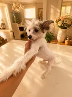 Diamond TOY SIZE, a male Chinese Crested for sale in Orlando, FL – 2 of 4